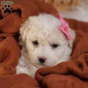 Brianna, Bichon Frise Puppy